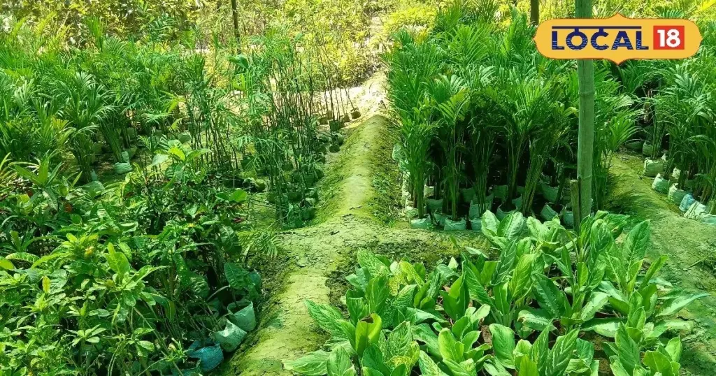 Calor extremo como en Faridabad: 5 plantas de interior para bajar 5 grados