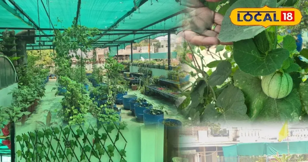 Calor extremo: el jardín en la terraza de Vandana Joshi baja 6°C la temperatura