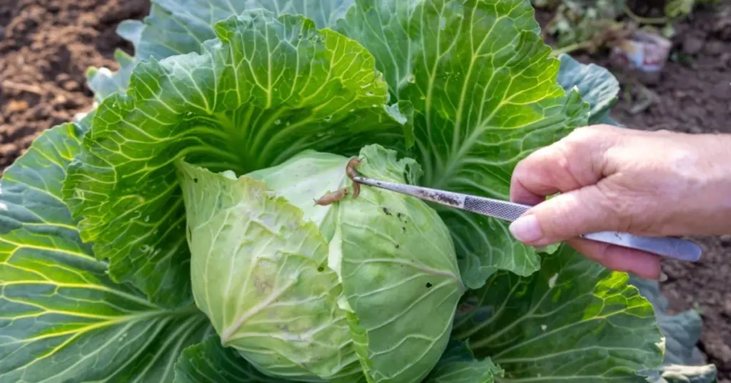 Caracol en el jardín: por qué enterrar una taza es la trampa para caracoles definitiva