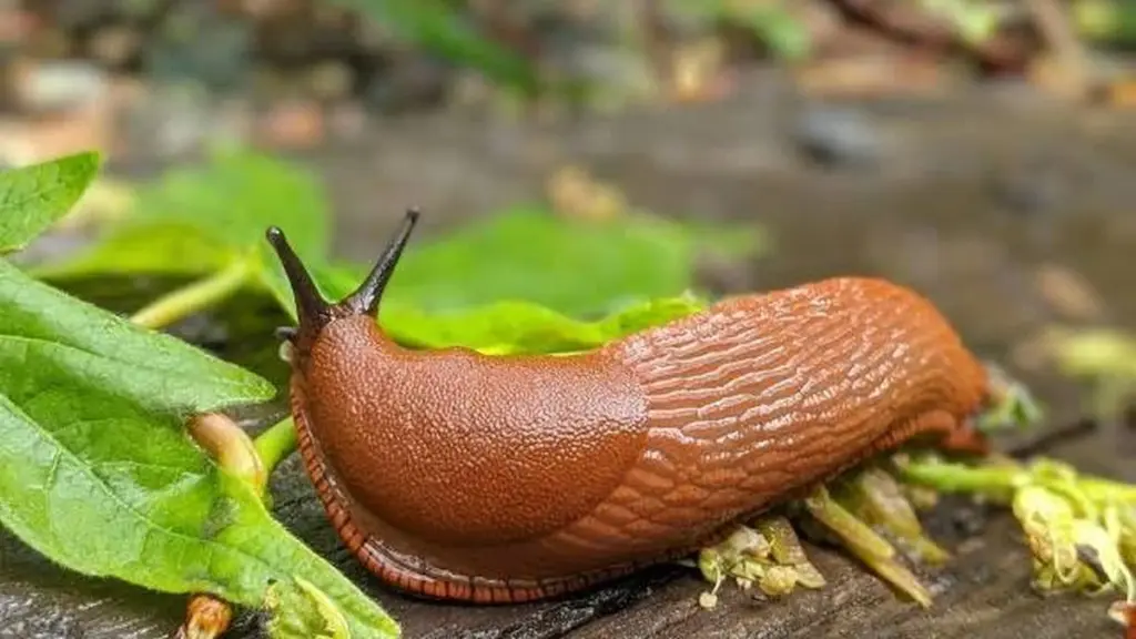 Caracoles en el jardín: el truco de la Cafeína que los fulmina en 24 horas