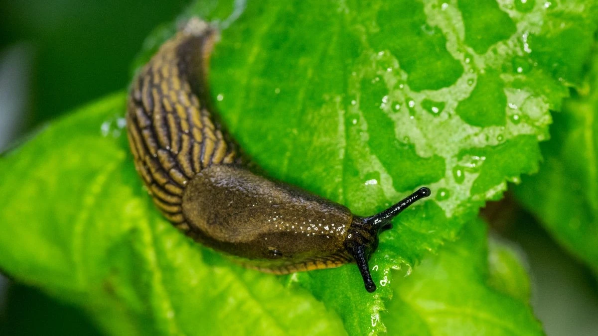 Caracoles en el jardín: el truco de la Cafeína que los fulmina en 24 horas - image 1
