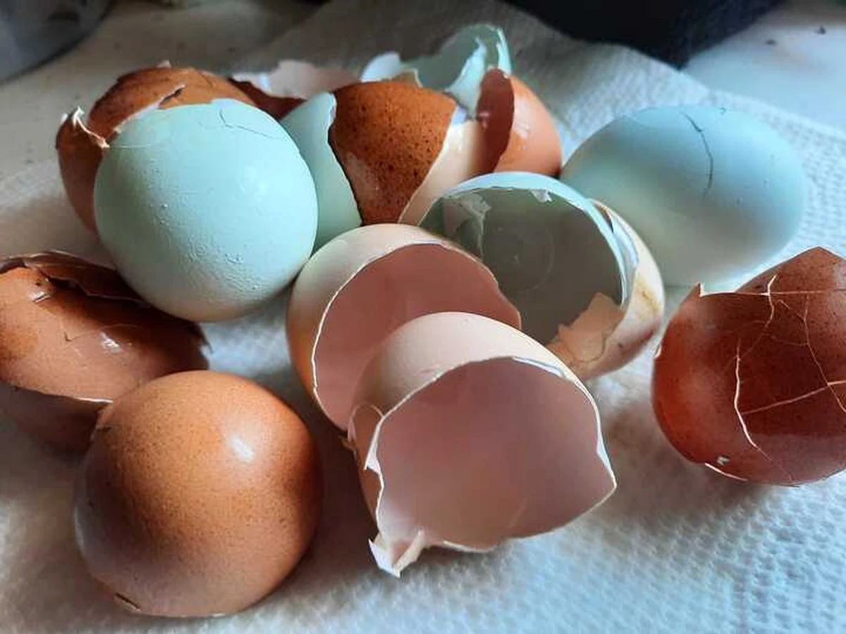 Cascarones de huevo y vinagre: el truco casero que revitaliza tus plantas y tu hogar - image 1