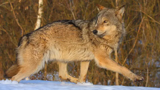Un lobo caminando sobre la nieve, mirando por encima del hombro, con árboles al fondo.
