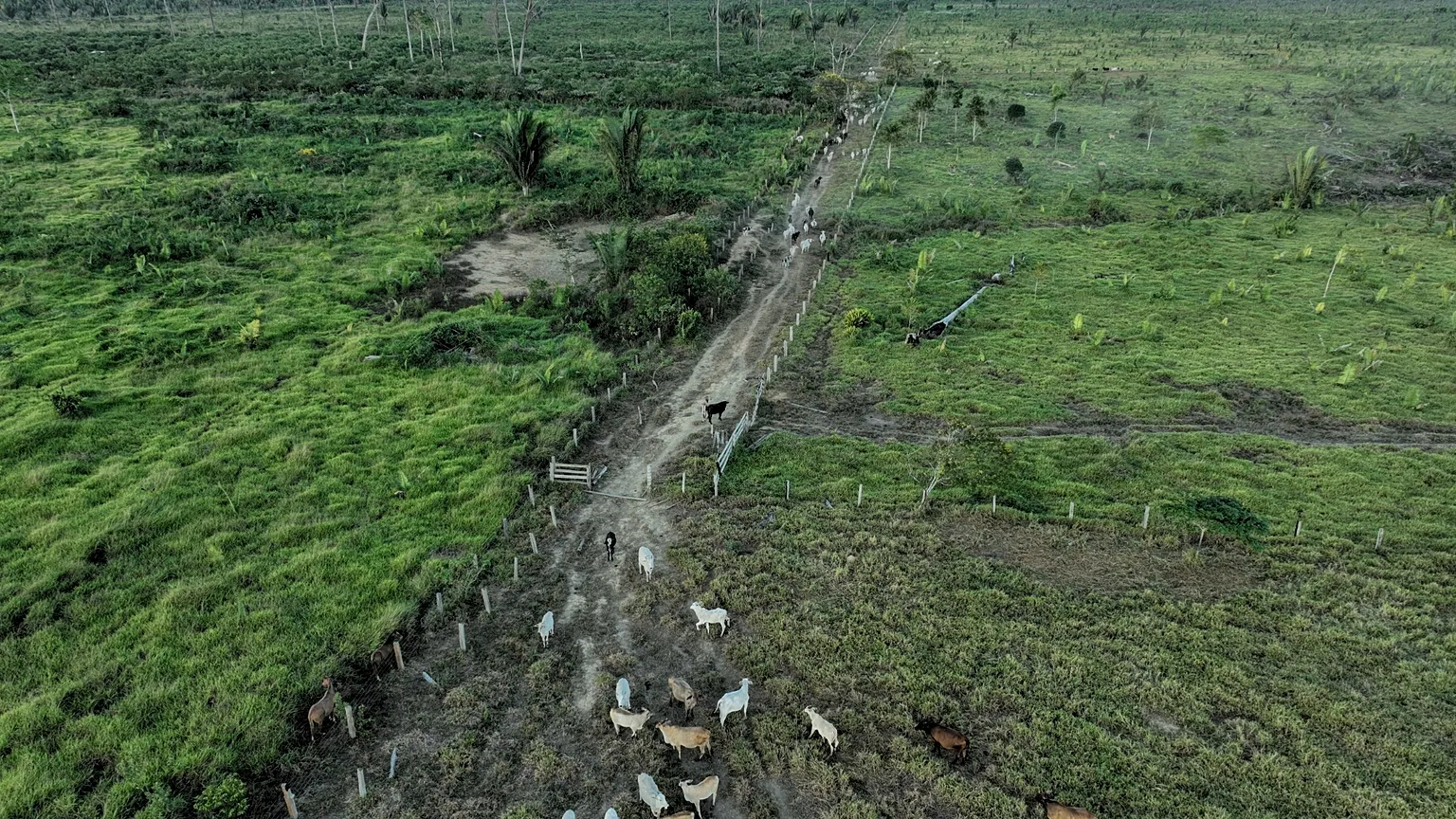 Cattle walk along an illegally deforested area in an extractive reserve near Jaci-Parana, Rondonia state, Brazil, July 12, 2023.