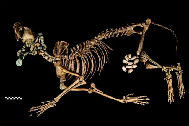 Fragmentos óseos de un animal en un entierro ceremonial en el Templo Mayor.