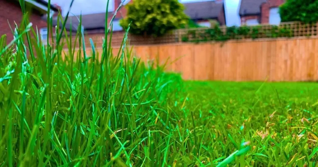 Césped amarillento: el truco de las Sales de Epsom para un verde intenso