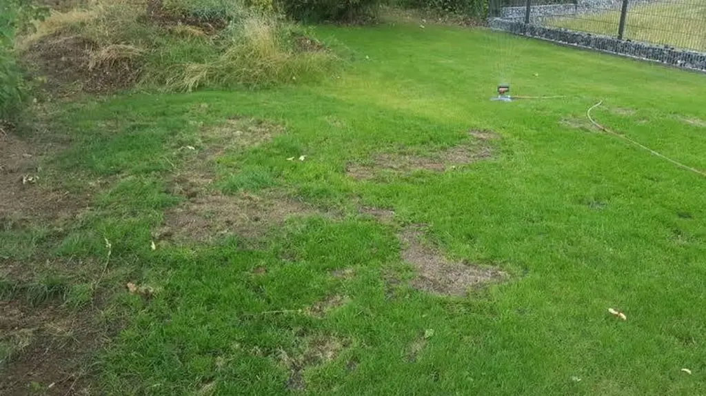 Césped perfecto en Abril: el truco de Whitehall Garden Centre para borrar calvas