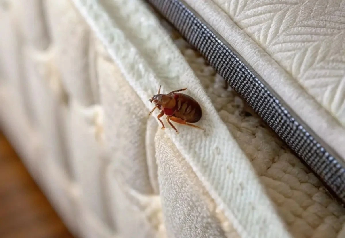 Chinche de cama y Polilla de la ropa: el truco para eliminarlas - image 1