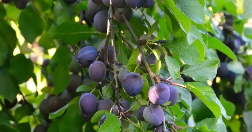 Ciruelo sano en abril: el truco natural contra la Podredumbre parda