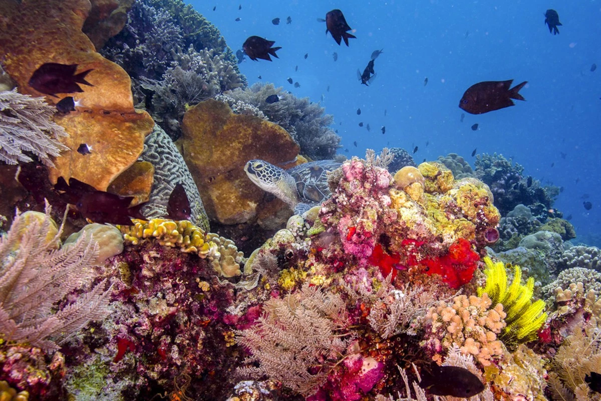 Coral: ¿planta o animal? Descubre las sorpresas bajo el mar - image 1