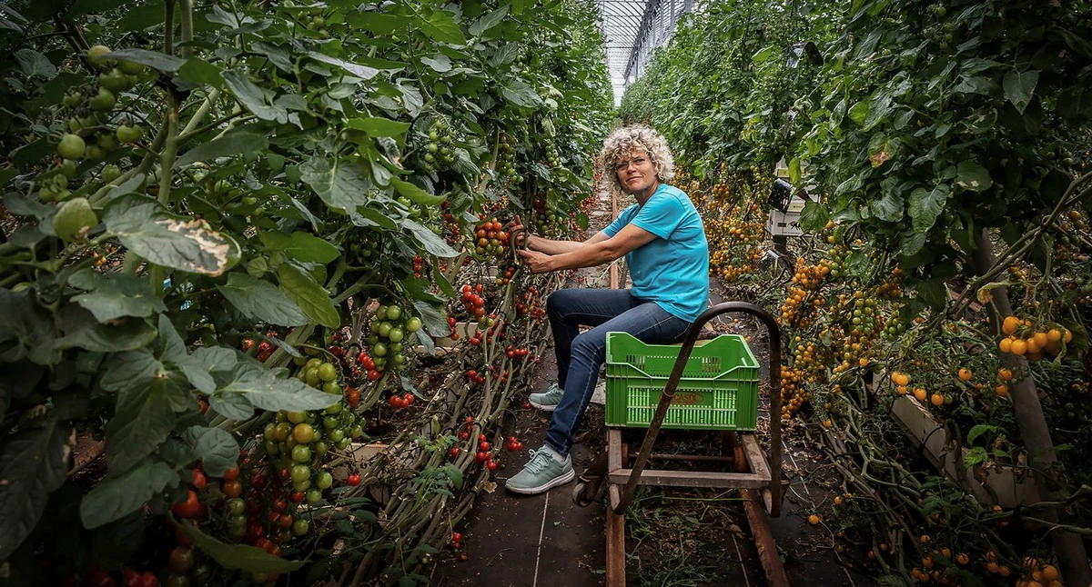 Cosecha de Tomates: el truco de la Albahaca para que crezcan el doble - image 1