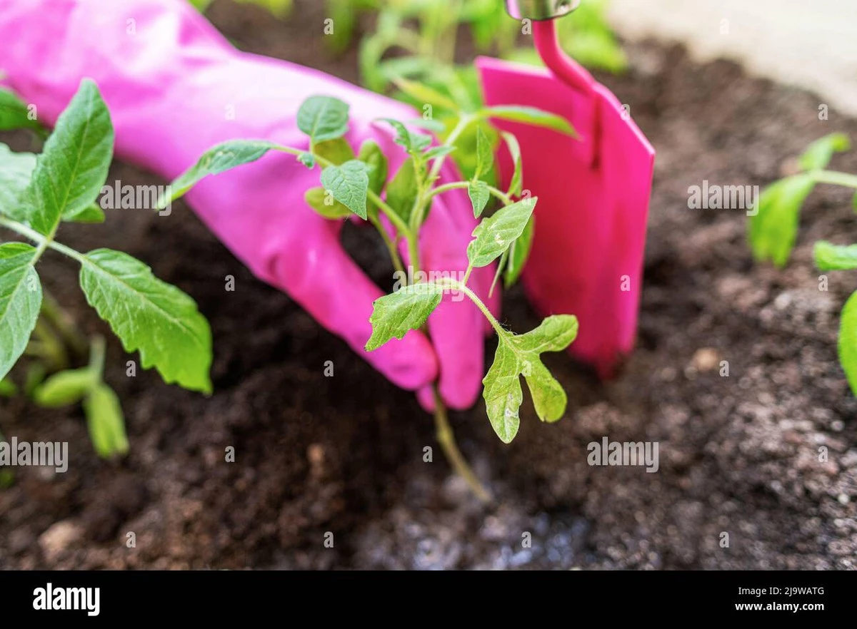 Cosecha de Tomates en Mayo: el error fatal que detiene su crecimiento - image 1