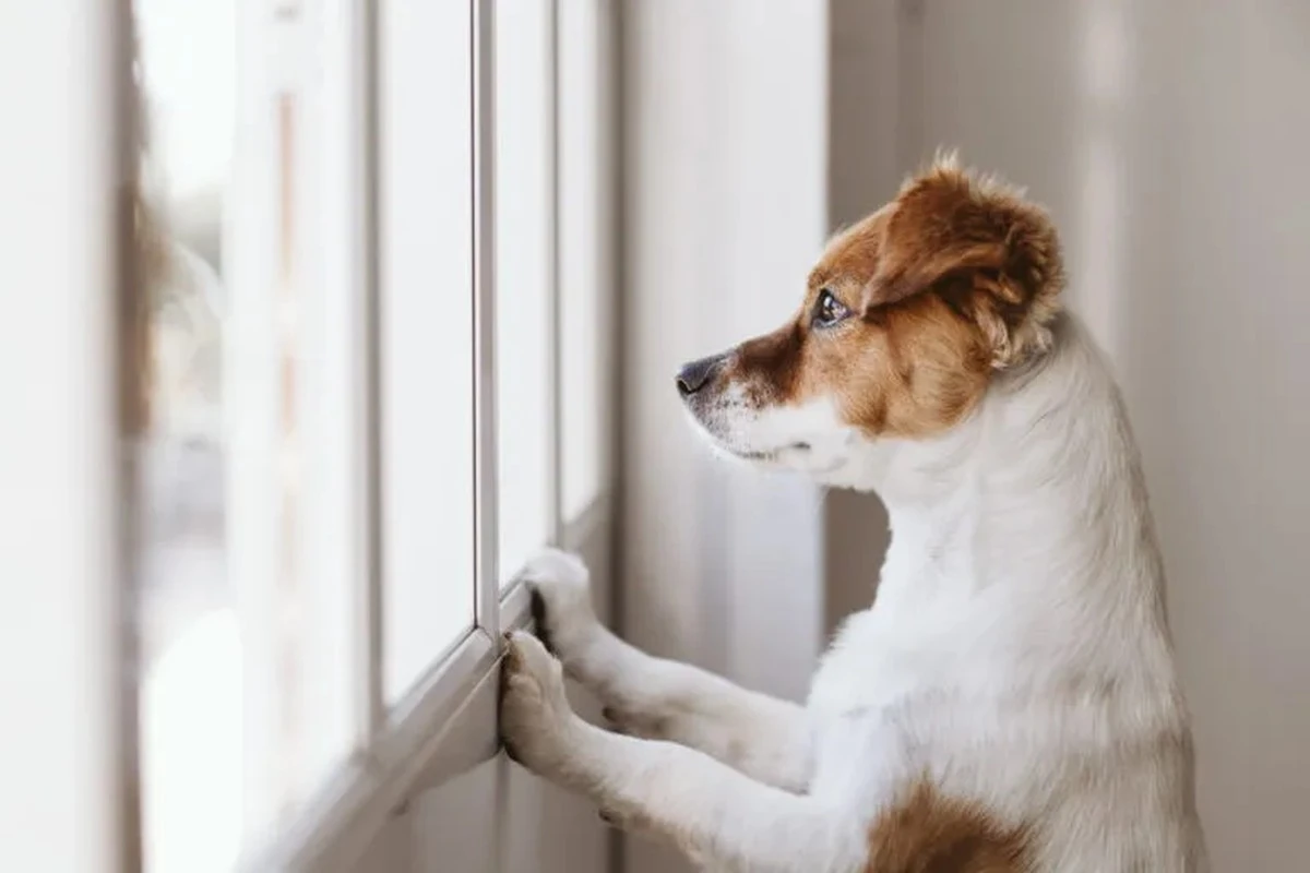 Cuánto tiempo puede tu perro quedarse solo en casa, según la ciencia canina - image 1