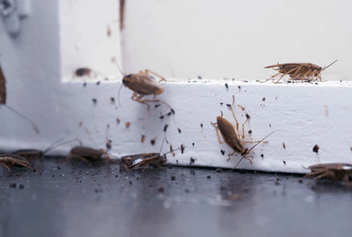 Cucaracha en casa: el método del gel para un control de plagas definitivo - image 1