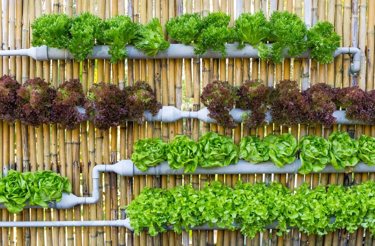 Cultiva tus verduras sin tierra ni luz: Hidroponia fácil con botellones reciclados - image 1