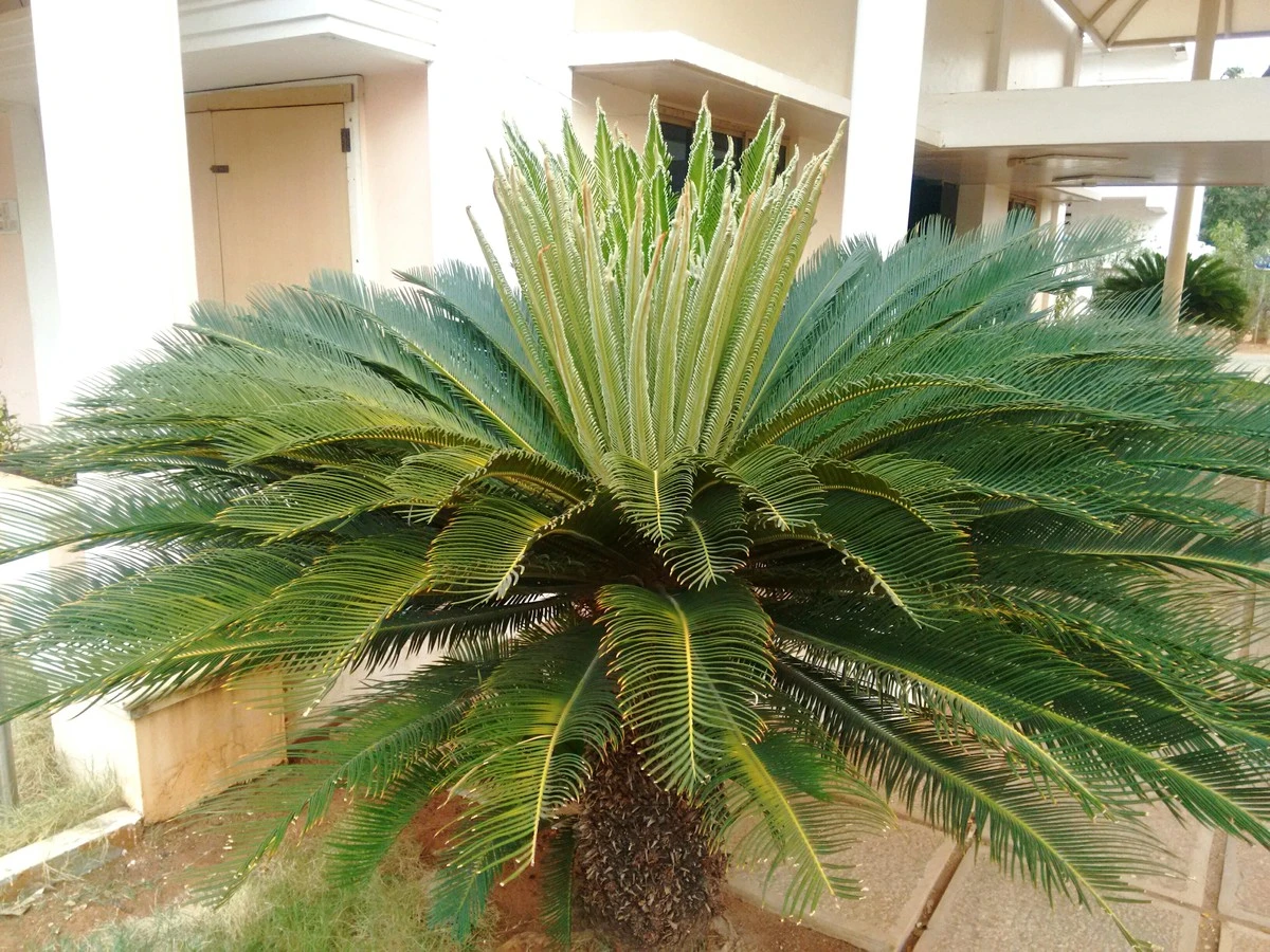 Cycas: La planta milenaria que decora tu hogar con elegancia y sin esfuerzo - image 1