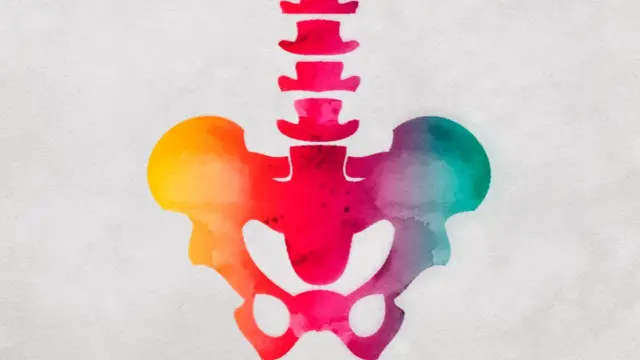 Ilustración de pelvis de colores