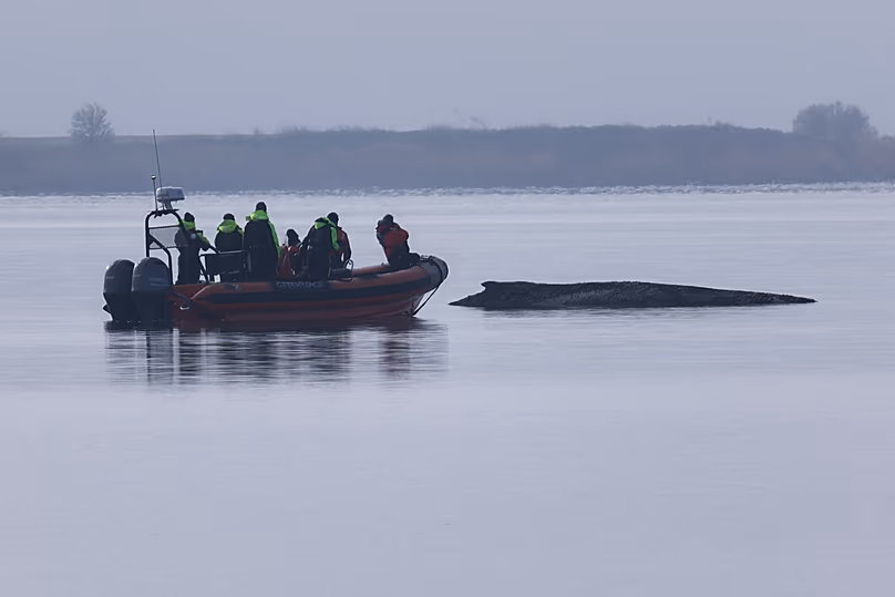 A Greenpeace boat approaches the humpback whale which is still stuck off near the island of Poel, 1 April, 2026