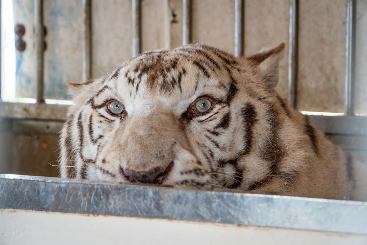La cabeza de un tigre blanco se asoma desde detrás de una pared. Al fondo hay rejas