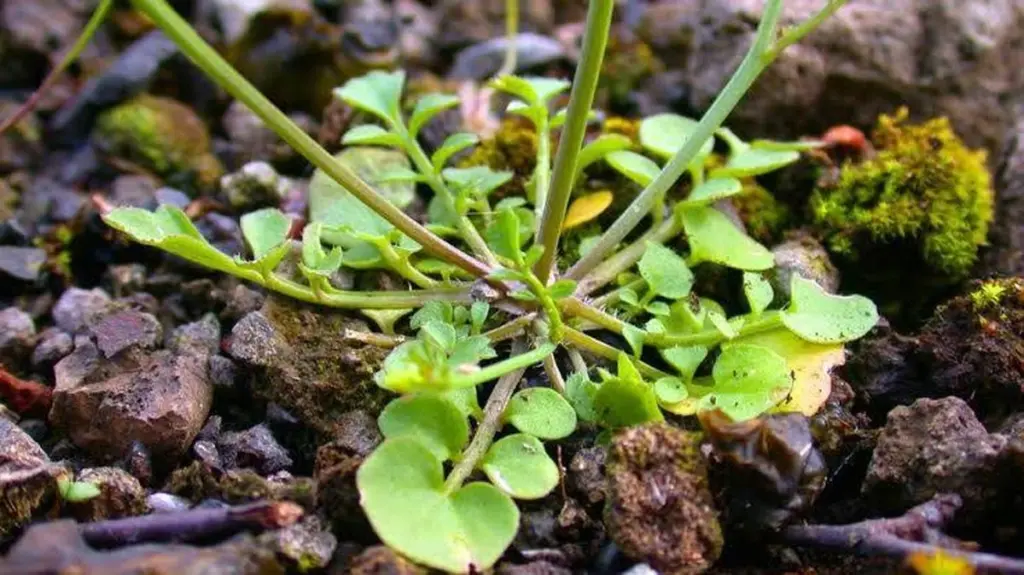Deja de arrancar la Cardamine hirsuta: el tesoro con sabor a berro que crece gratis