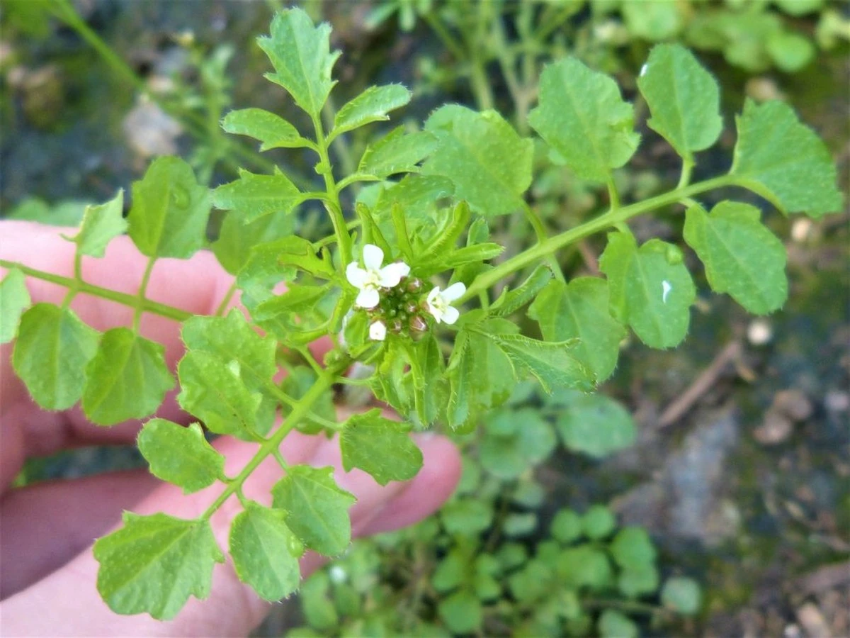 Deja de arrancar la Cardamine hirsuta: el tesoro con sabor a berro que crece gratis - image 1
