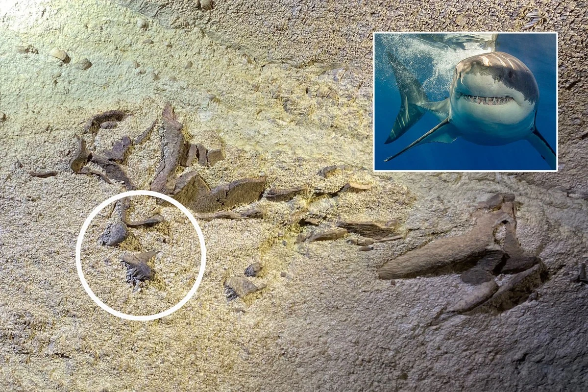 Descubren fósiles de gigantescos tiburones prehistóricos en el techo de una cueva - image 1