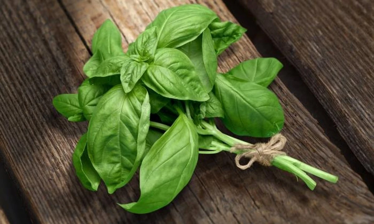 Di adiós a los mosquitos en tu balcón con estas hojas de albahaca: un truco infalible - image 1