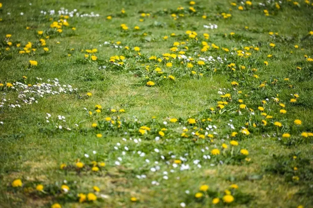 Diente de león en tu césped: el aviso urgente que oculta tu suelo