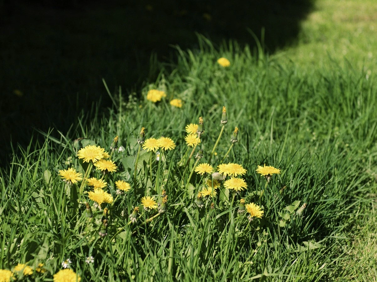 Diente de león en tu jardín: por qué usar herbicida ahora es un error - image 1
