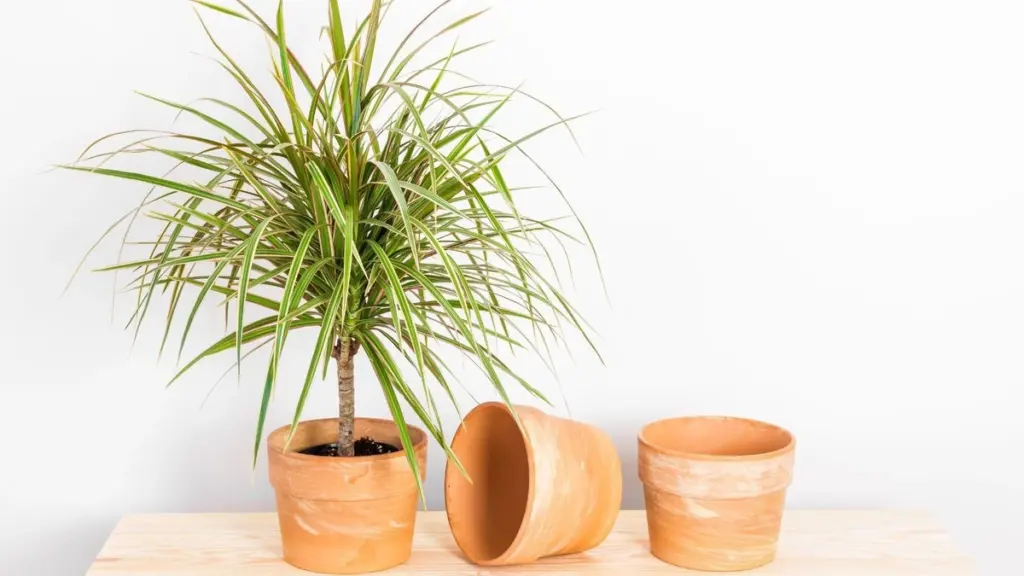 Dracaena marginata con puntas marrones: el secreto de Tenielle Jordison para salvarla