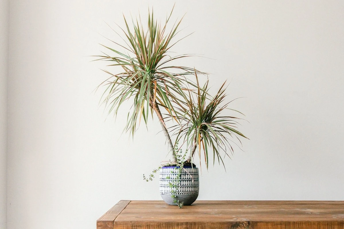 Dracaena marginata con puntas marrones: el secreto de Tenielle Jordison para salvarla - image 1