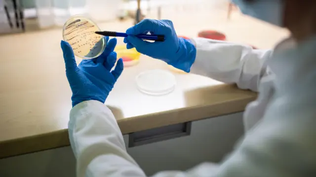 Microbióloga con guantes protectores sosteniendo una placa de Petri con un cultivo bacteriano en el laboratorio; lleva puesta una mascarilla protectora.