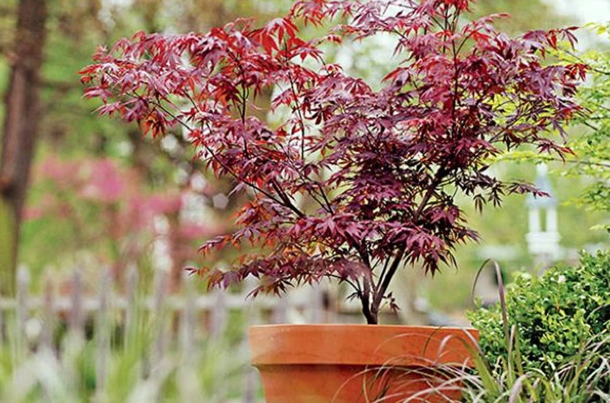 El arce japonés en maceta: tu secreto para un jardín que cambia de color cada estación - image 1