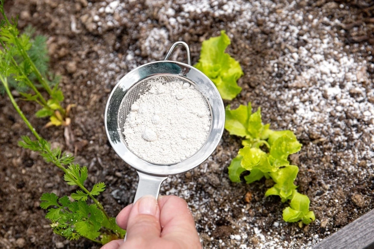 El bicarbonato de sodio en tu jardín: el secreto para plantas más fuertes y libres de hongos - image 1