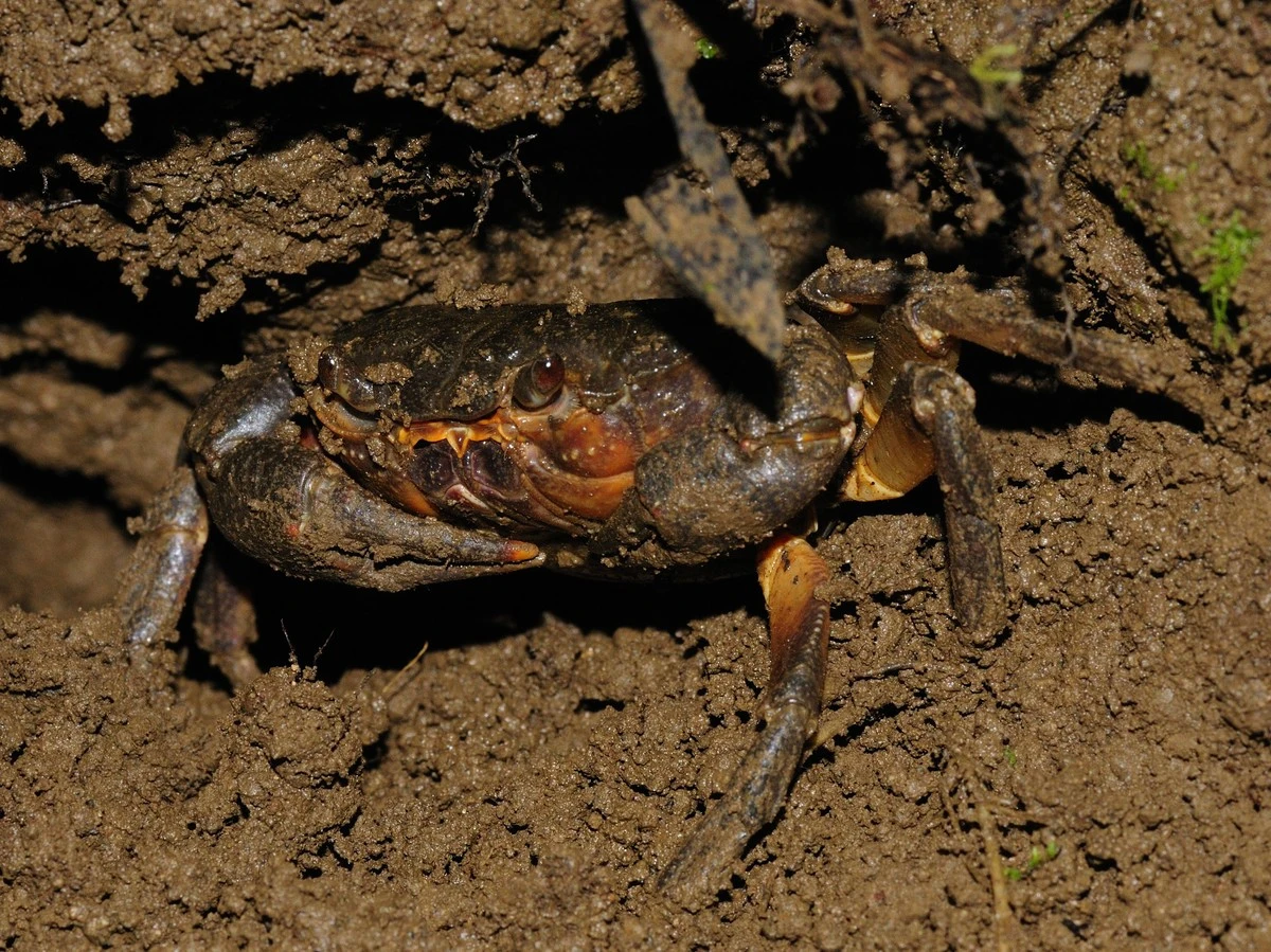 El cangrejo ibérico: ¿especie 'real' o introducida en el siglo XVI? - image 1