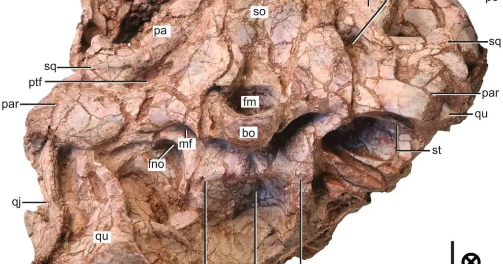 El cráneo aplastado que revela un dinosaurio imposible: reescribe tu libro de historia