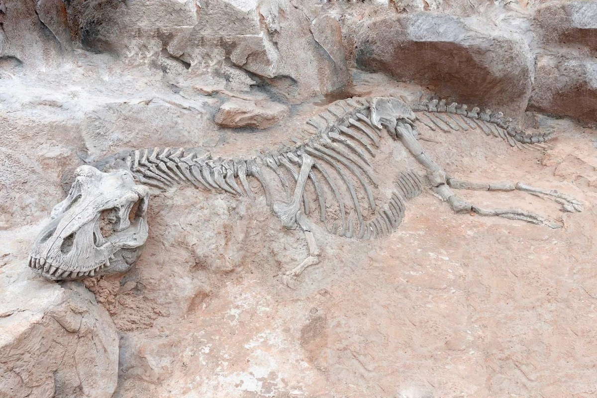 El cráneo aplastado que revela un dinosaurio imposible: reescribe tu libro de historia - image 1