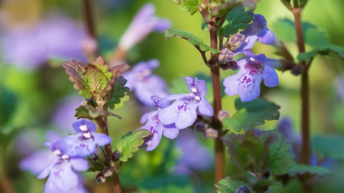 Elimina la Hiedra terrestre (Glechoma hederacea): el truco para salvar tu jardín del Creeping Charlie - image 1