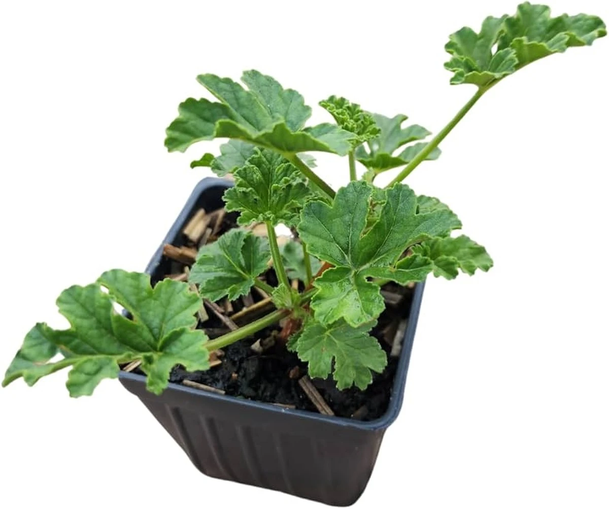 El jasmín-manga: la planta escultural que perfuma tu terraza y es fácil de cuidar en maceta - image 1
