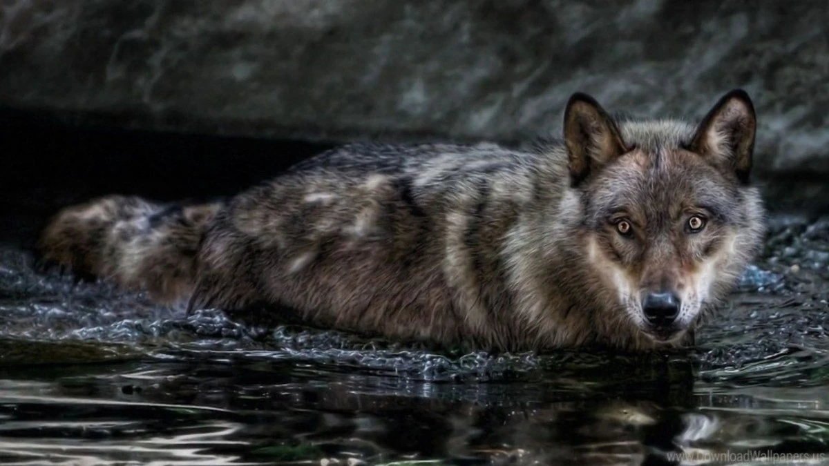 El lobo GPS que desconcertó a Suiza: Este depredador nadó por el Lago de Lucerna y dejó a los expertos sin palabras - image 1