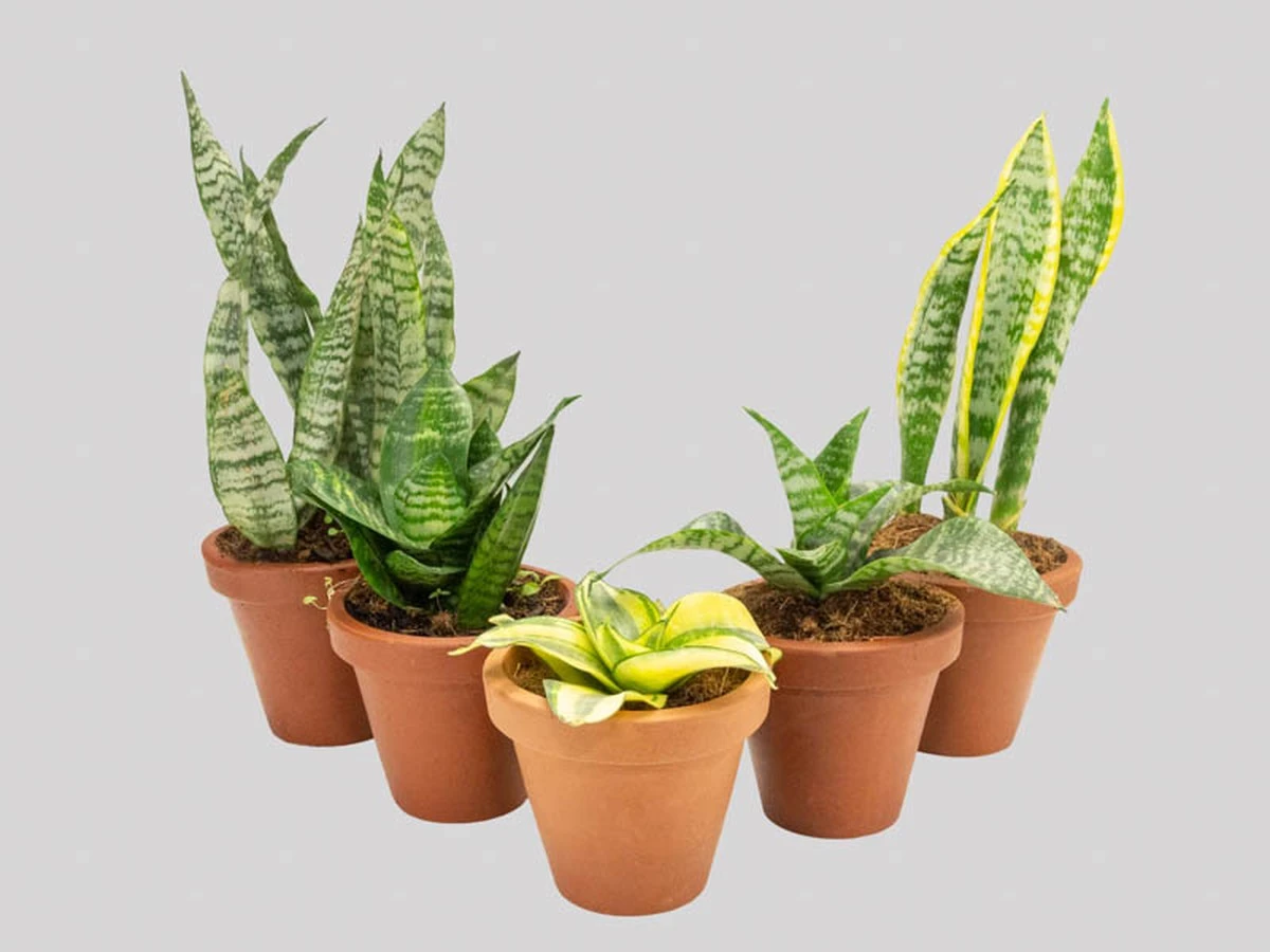 El lugar CLAVE que debes conocer para que tu Sansevieria atraiga riqueza y purifique tu hogar - image 1