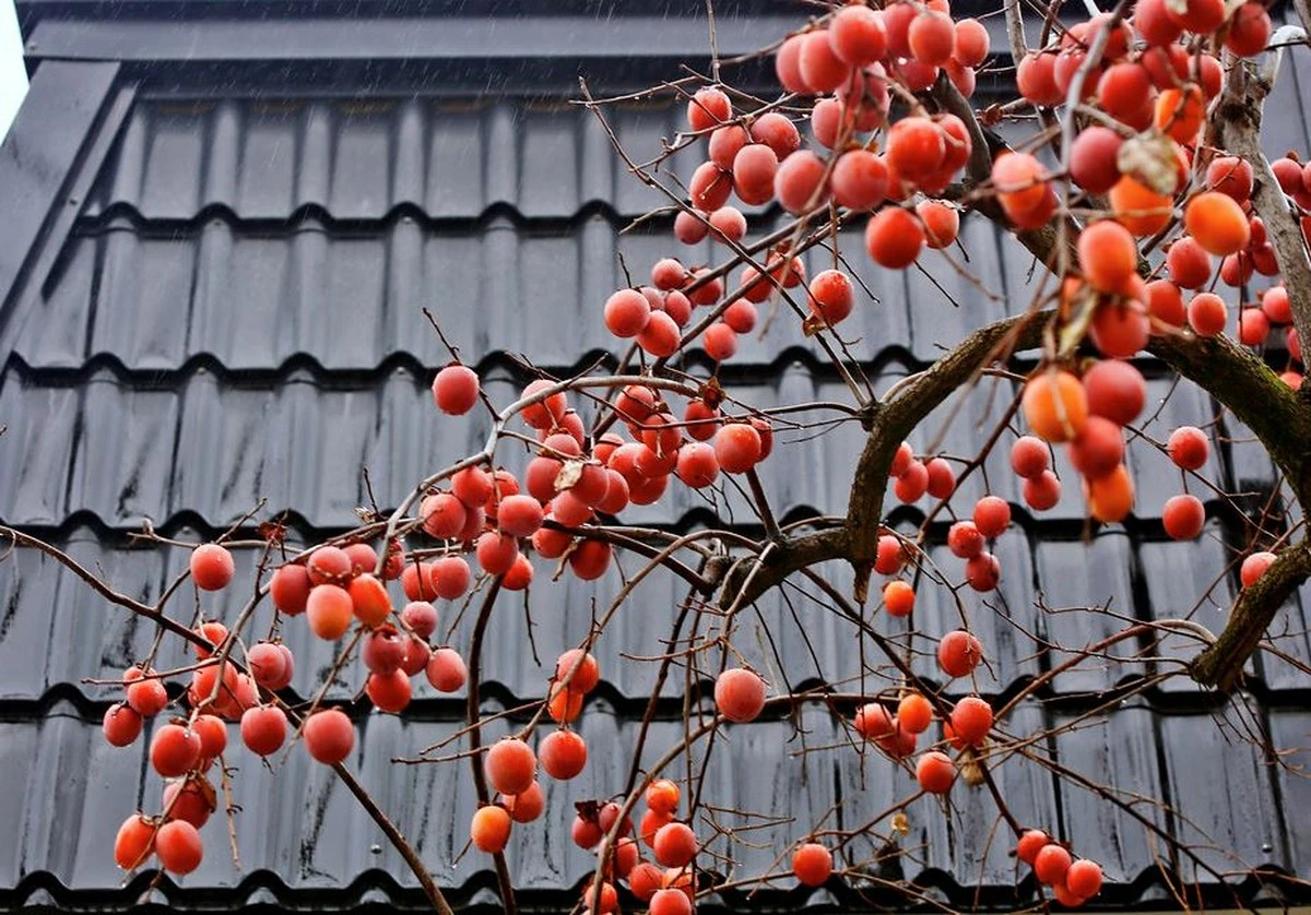 El método japonés que hará que tu huerto dé frutos en tiempo récord - image 1