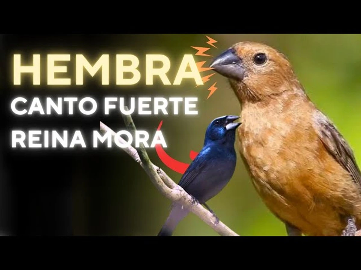 El misterio revelado: ¿Sobre qué cantan realmente las hembras de los pájaros? - image 1