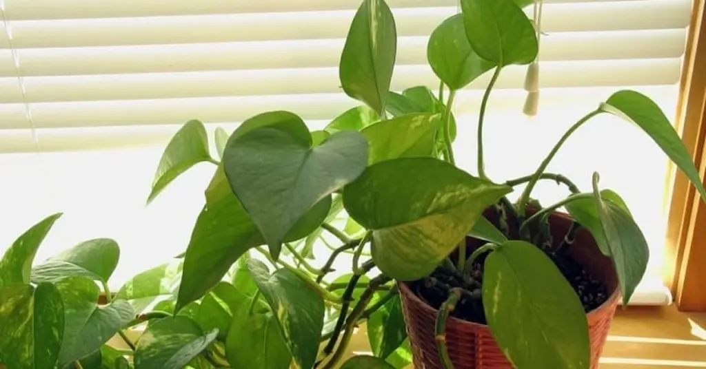 El Potus (Epipremnum aureum) en la decoración de interiores: 3 secretos para no perderlo
