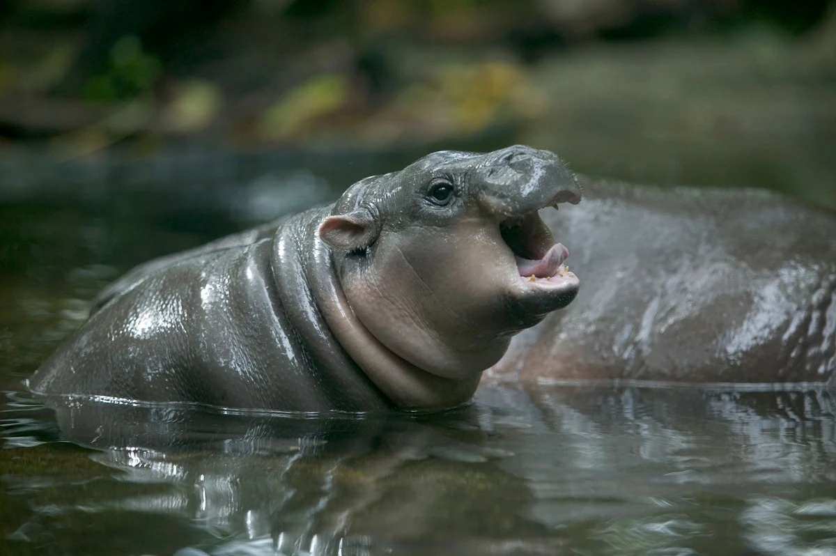 El primer hipopótamo pigmeo nace en España: biólogos emocionados celebran un hito en la conservación - image 1