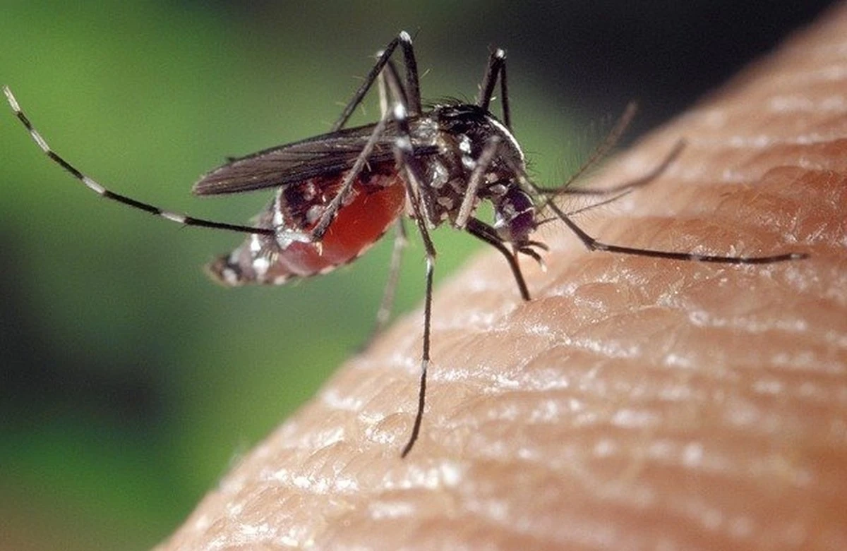 El remedio casero que está salvando tu hogar de los mosquitos este verano - image 1