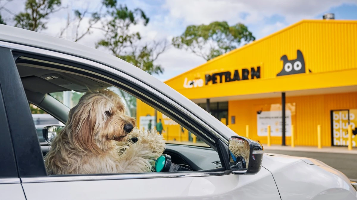 El repartidor que dedicó a sus 3 perros meses de fotos en su último día - image 1
