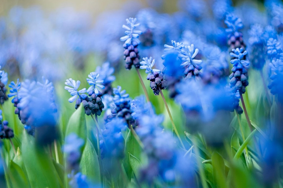 El secreto de las plantas azules: Cómo crear un jardín encantador con miosotis - image 1