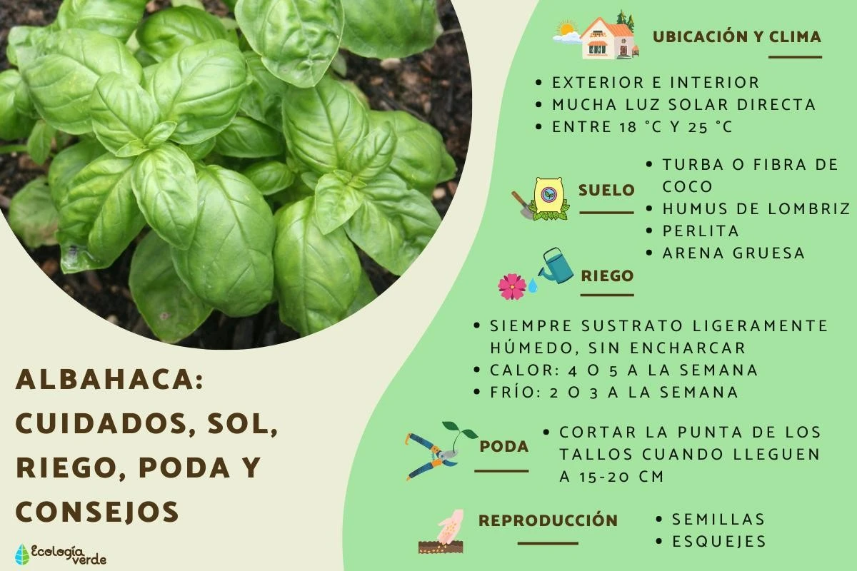 El secreto indio para un albahaca exuberante: hojas, crecimiento y cosecha todo el año - image 1