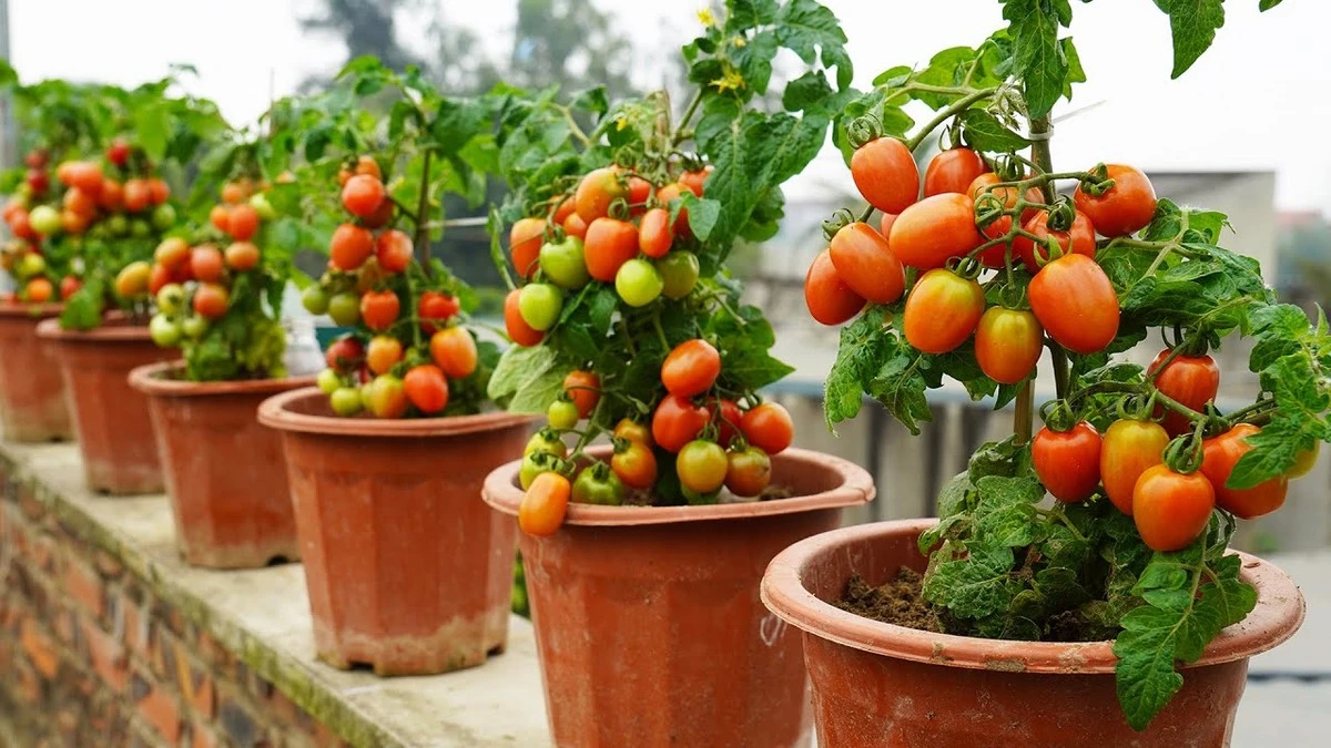 El secreto para tomates jugosos: el envase que marca la diferencia - image 1